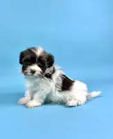 BANDIT, a male Havanese for sale in Sugarcreek, OH – 3 of 6