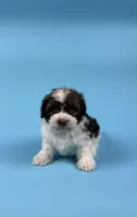 YATES, a male Havanese for sale in Sugarcreek, OH – Photo 3 of 6