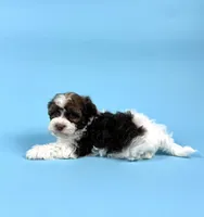 YATES, a male Havanese for sale in Sugarcreek, OH – Photo 4 of 6