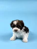 YATES, a male Havanese for sale in Sugarcreek, OH – Photo 2 of 6