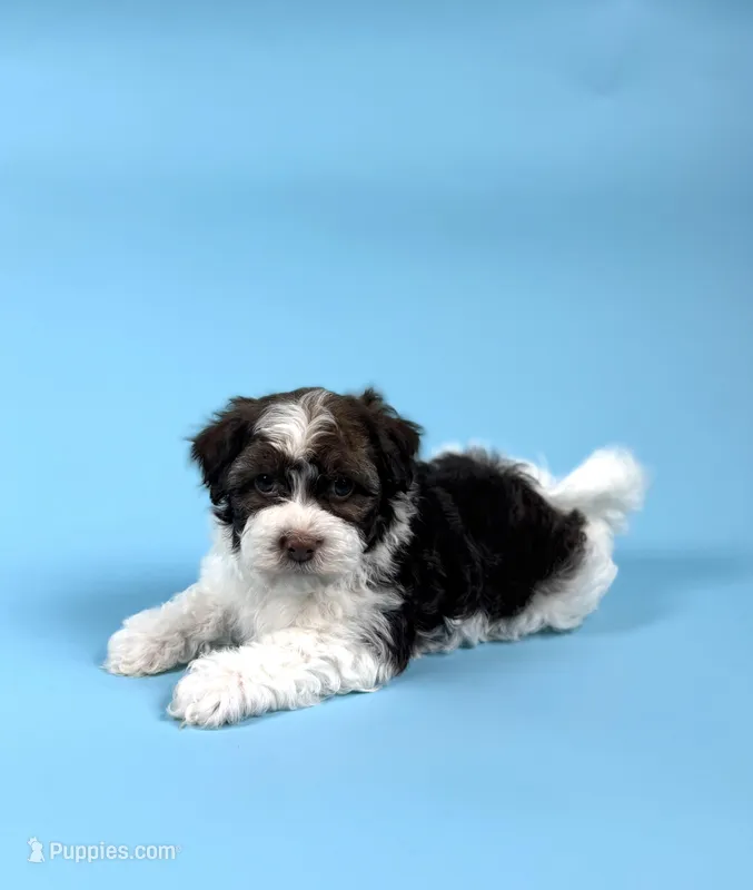 YATES – Havanese puppy for sale in Sugarcreek, OH