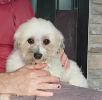 YATES, a male Havanese for sale in Sugarcreek, OH – Photo 6 of 6