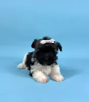 BAMBI, a female Havanese for sale in Sugarcreek, OH – 2 of 5