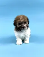 DIESEL, a male Havanese for sale in Sugarcreek, OH – 2 of 4