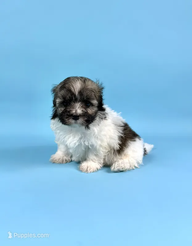 BINGO – Havanese puppy for sale in Sugarcreek, OH