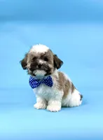 EDEN, a female Havanese for sale in Sugarcreek, OH – 2 of 4