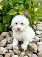 Feta, a male Havanese for sale in Sugarcreek, OH – 6 of 7