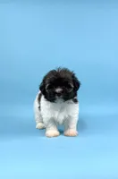 BISCUIT, a male Havanese for sale in Sugarcreek, OH – 2 of 6