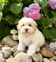 Flan, a male Havanese for sale in Sugarcreek, OH – 1 of 6