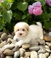 Flan, a male Havanese for sale in Sugarcreek, OH – 6 of 6