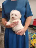 Feta, a male Havanese for sale in Sugarcreek, OH – 3 of 7