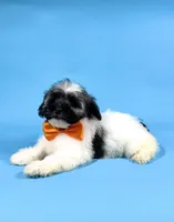 ELSA, a female Havanese for sale in Sugarcreek, OH – 4 of 4
