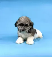 ELMO, a male Havanese for sale in Sugarcreek, OH – 2 of 4