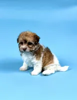 YURI, a male Havanese for sale in Sugarcreek, OH – Photo 2 of 5