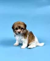 YURI, a male Havanese for sale in Sugarcreek, OH – Photo 3 of 5