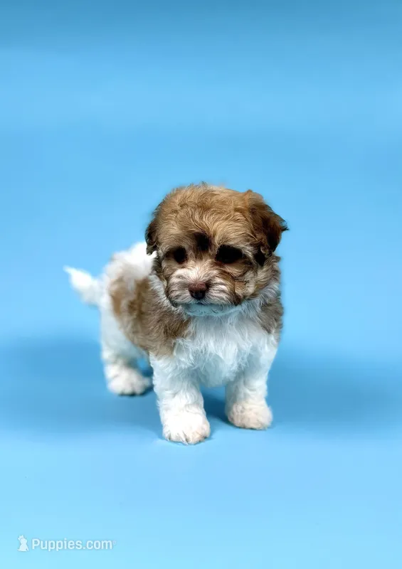 YURI – Havanese puppy for sale in Sugarcreek, OH