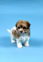 YURI, a male Havanese for sale in Sugarcreek, OH – Photo 1 of 5