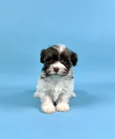 BANDIT, a male Havanese for sale in Sugarcreek, OH – 1 of 6