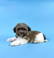 ESTELLA, a female Havanese for sale in Sugarcreek, OH – 3 of 4