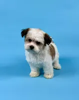 Winsley, a female Havanese for sale in Sugarcreek, OH – Photo 3 of 4