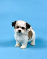 Winsley, a female Havanese for sale in Sugarcreek, OH – Photo 4 of 4