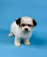 Winsley, a female Havanese for sale in Sugarcreek, OH – Photo 2 of 4