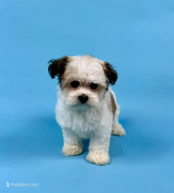 Winsley – Havanese puppy for sale in Sugarcreek, OH