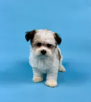 Winsley, a female Havanese for sale in Sugarcreek, OH – Photo 1 of 4