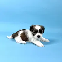 WAYNE, a male Havanese for sale in Sugarcreek, OH – Photo 3 of 7