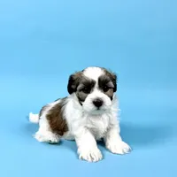 WAYNE, a male Havanese for sale in Sugarcreek, OH – Photo 2 of 7