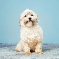 WAYNE, a male Havanese for sale in Sugarcreek, OH – Photo 6 of 7