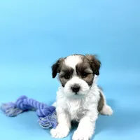 WAYNE, a male Havanese for sale in Sugarcreek, OH – Photo 1 of 7