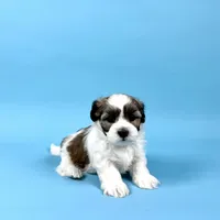 WAYNE, a male Havanese for sale in Sugarcreek, OH – Photo 4 of 7