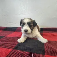 WAYNE, a male Havanese for sale in Sugarcreek, OH – Photo 5 of 7