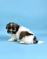 BINGO, a male Havanese for sale in Sugarcreek, OH – 2 of 6