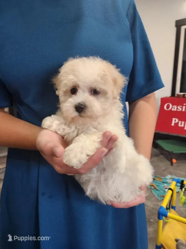 Frosting  – Havanese puppy for sale in Sugarcreek, OH
