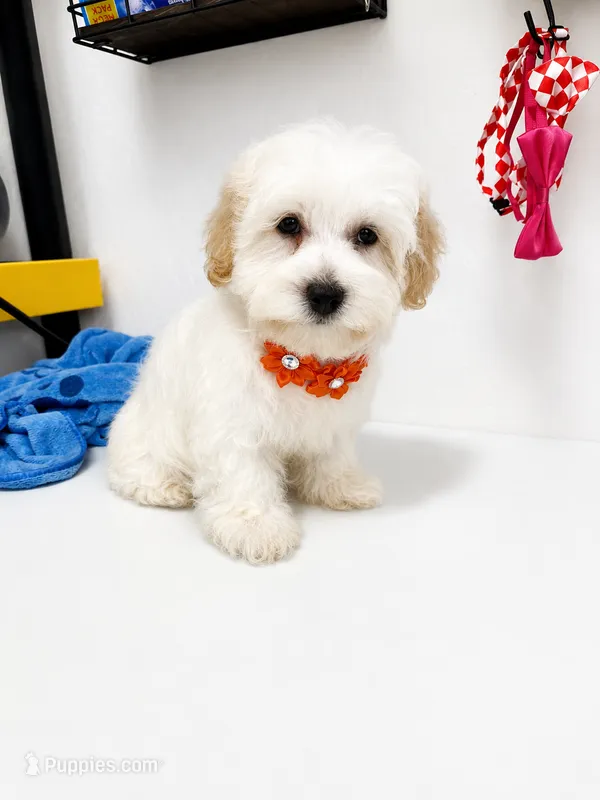 Froyo – Havanese puppy for sale in Sugarcreek, OH