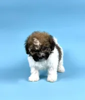 DRAKE, a male Havanese for sale in Sugarcreek, OH – 1 of 4