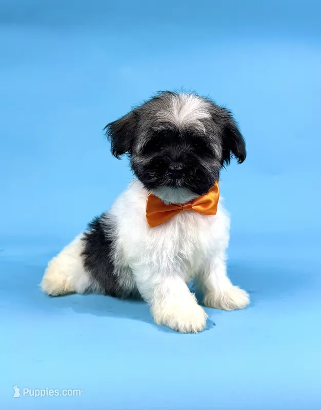 ELSA – Havanese puppy for sale in Sugarcreek, OH