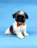 ELSA, a female Havanese for sale in Sugarcreek, OH – 1 of 4
