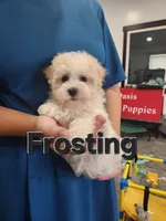 Frosting , a female Havanese for sale in Sugarcreek, OH – 2 of 3