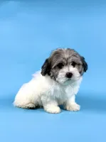 EDISON, a male Havanese for sale in Sugarcreek, OH – 2 of 4
