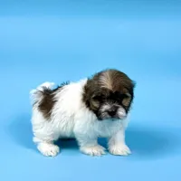 Vance, a male Havanese for sale in Sugarcreek, OH – Photo 3 of 6