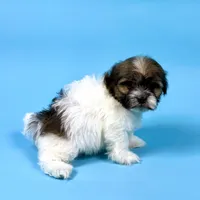 Vance, a male Havanese for sale in Sugarcreek, OH – Photo 2 of 6