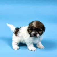 Vance, a male Havanese for sale in Sugarcreek, OH – Photo 4 of 6