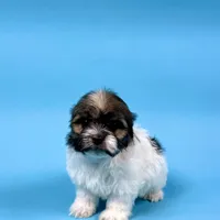 Vance, a male Havanese for sale in Sugarcreek, OH – Photo 1 of 6