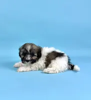 BINGO, a male Havanese for sale in Sugarcreek, OH – 3 of 6