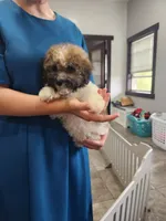 DRAKE, a male Havanese for sale in Sugarcreek, OH – 7 of 9