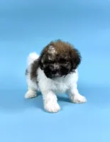 DRAKE, a male Havanese for sale in Sugarcreek, OH – 4 of 4