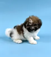 DRAKE, a male Havanese for sale in Sugarcreek, OH – 3 of 4